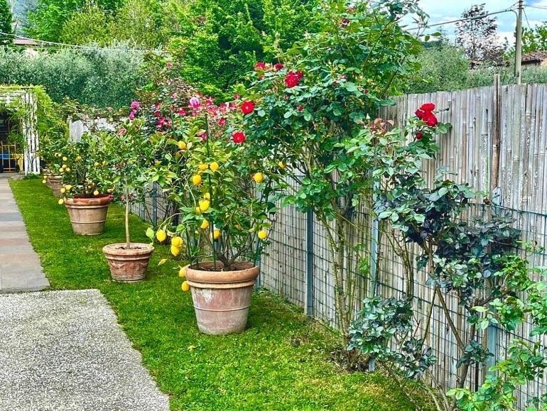Casa Vittoria Villa Camaiore Eksteriør billede